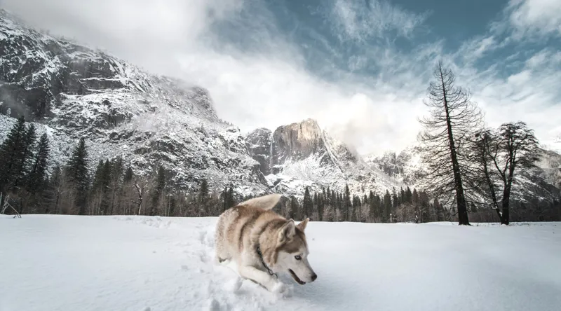 Tablou Canvas, "Husky explorând peisajul montan de iarnă", Munți, Zăpadă, Husky, Norii, Iarnă, Peisaj, Arbori, Cer, Aventură, Frig., 90 x 50 cm – poza 2