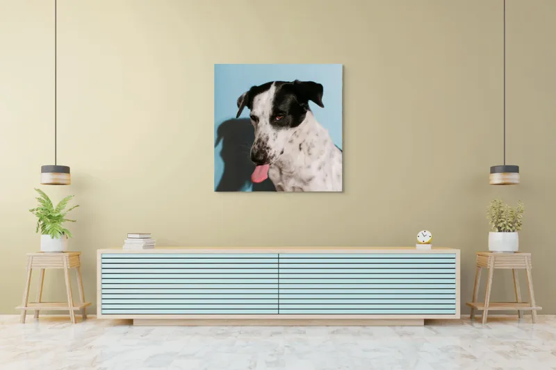 Tablou Canvas, "Câine amuzant cu fundal albastru", Câine, Limbă, Fundal Albastru, Umbră, Blană Albă, Pete Negre, Urechi Îndoite, Nas Negru, Privire Curioasă, 100 x 100 cm – poza 5