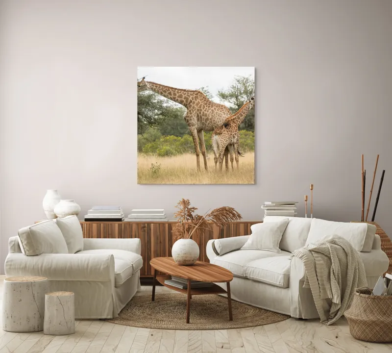 Tablou Canvas, "Girafe pe câmpie africană liniștită", Giraffe, Copaci, Savana, Mamifere, Natura, Cer, Vegetatie, Diverse., 100 x 100 cm – poza 3