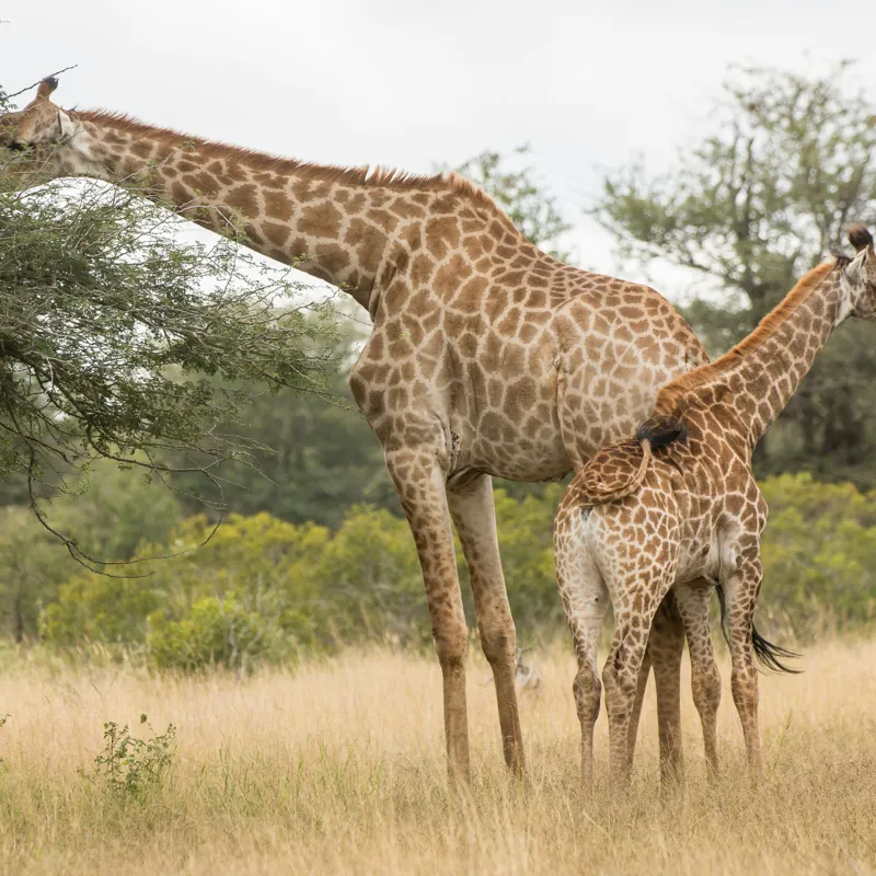 Tablou Canvas, "Girafe pe câmpie africană liniștită", Giraffe, Copaci, Savana, Mamifere, Natura, Cer, Vegetatie, Diverse., 100 x 100 cm – poza 2