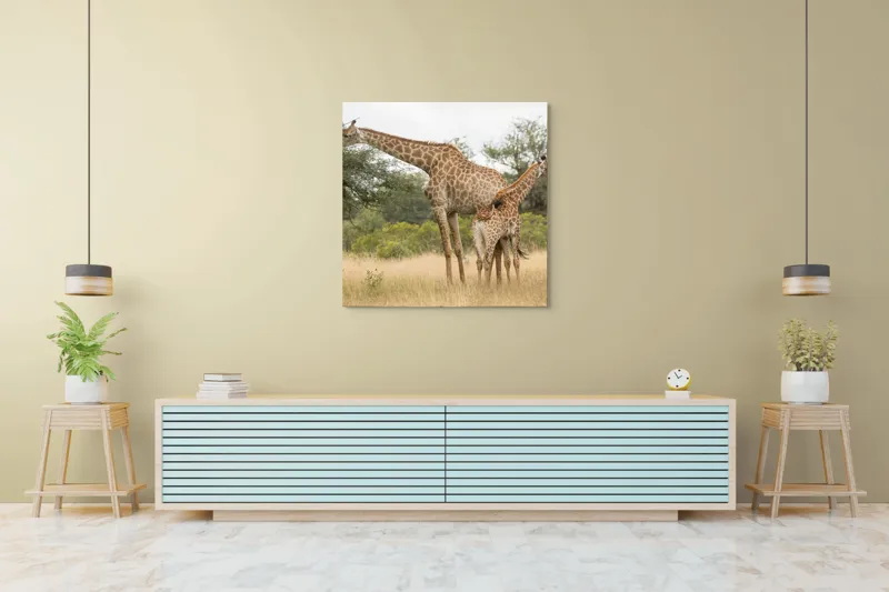 Tablou Canvas, "Girafe pe câmpie africană liniștită", Giraffe, Copaci, Savana, Mamifere, Natura, Cer, Vegetatie, Diverse., 100 x 100 cm – poza 5