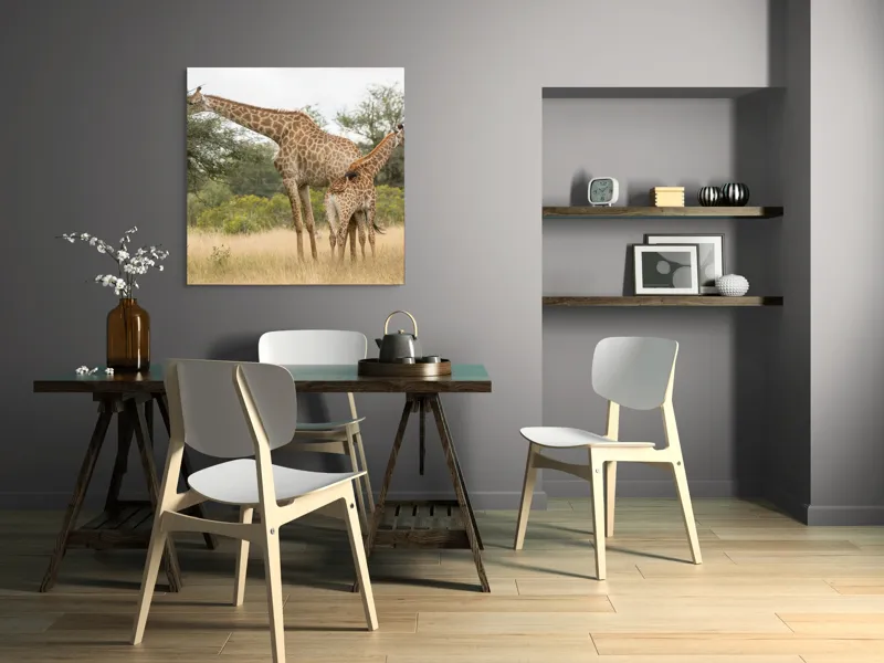 Tablou Canvas, "Girafe pe câmpie africană liniștită", Giraffe, Copaci, Savana, Mamifere, Natura, Cer, Vegetatie, Diverse., 100 x 100 cm – poza 6