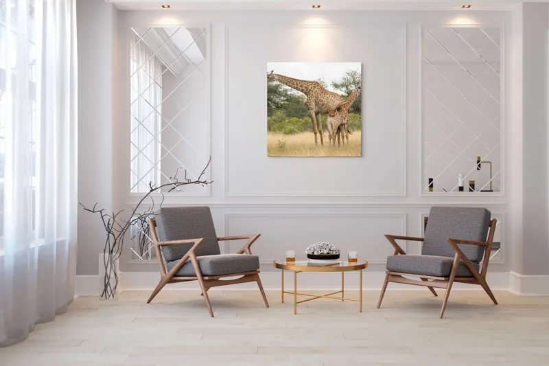 Tablou Canvas, "Girafe pe câmpie africană liniștită", Giraffe, Copaci, Savana, Mamifere, Natura, Cer, Vegetatie, Diverse., 100 x 100 cm – poza 7