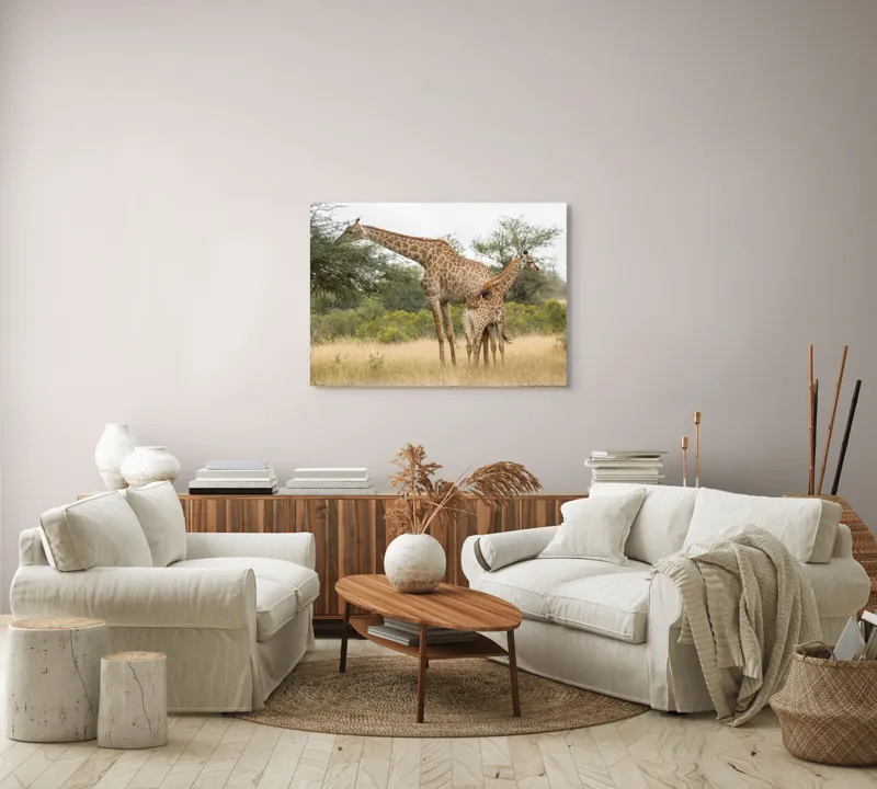 Tablou Canvas, "Girafe pe câmpie africană liniștită", Giraffe, Copaci, Savana, Mamifere, Natura, Cer, Vegetatie, Diverse., 100 x 70 cm – poza 3