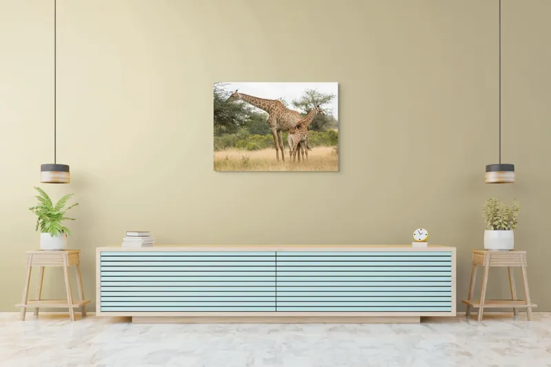 Tablou Canvas, "Girafe pe câmpie africană liniștită", Giraffe, Copaci, Savana, Mamifere, Natura, Cer, Vegetatie, Diverse., 100 x 70 cm – poza 4