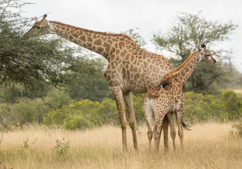 Tablou Canvas, "Girafe pe câmpie africană liniștită", Giraffe, Copaci, Savana, Mamifere, Natura, Cer, Vegetatie, Diverse., 100 x 70 cm – poza 2