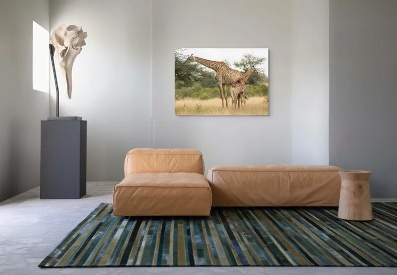 Tablou Canvas, "Girafe pe câmpie africană liniștită", Giraffe, Copaci, Savana, Mamifere, Natura, Cer, Vegetatie, Diverse., 100 x 70 cm – poza 7