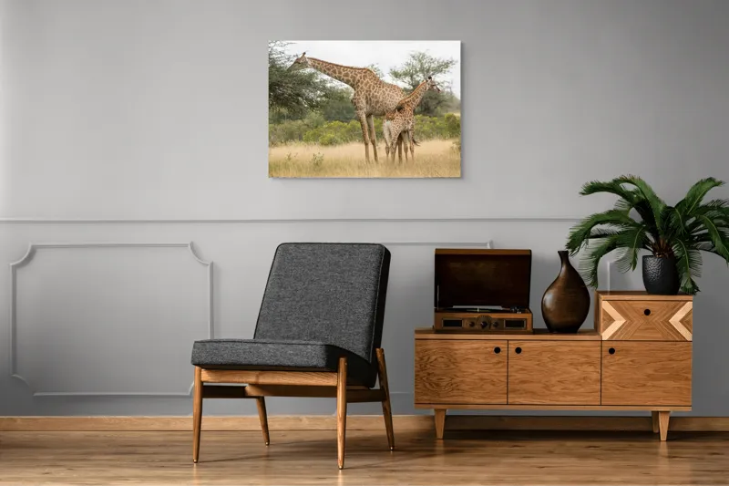 Tablou Canvas, "Girafe pe câmpie africană liniștită", Giraffe, Copaci, Savana, Mamifere, Natura, Cer, Vegetatie, Diverse., 100 x 70 cm – poza 8