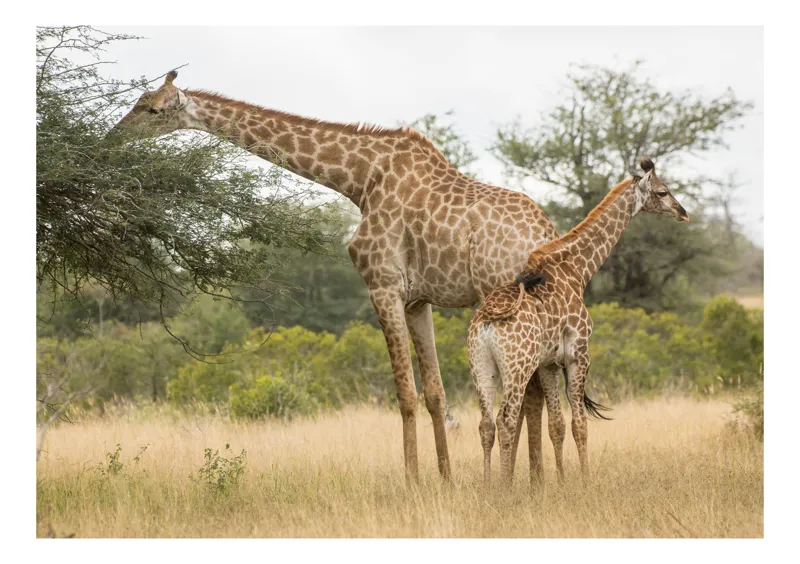 Tablou Canvas, "Girafe pe câmpie africană liniștită", Giraffe, Copaci, Savana, Mamifere, Natura, Cer, Vegetatie, Diverse., 39 x 26 cm