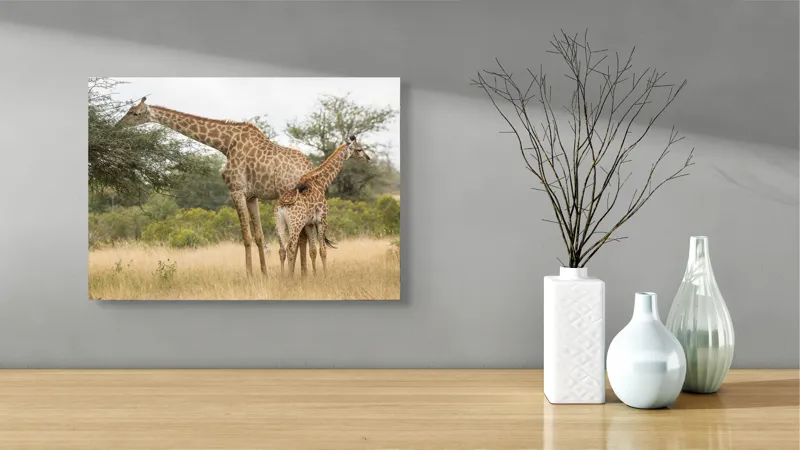 Tablou Canvas, "Girafe pe câmpie africană liniștită", Giraffe, Copaci, Savana, Mamifere, Natura, Cer, Vegetatie, Diverse., 54 x 39 cm – poza 3