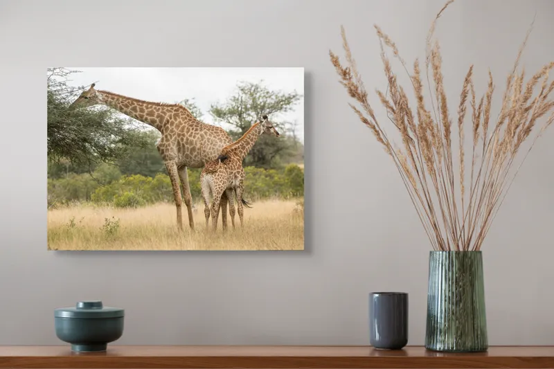 Tablou Canvas, "Girafe pe câmpie africană liniștită", Giraffe, Copaci, Savana, Mamifere, Natura, Cer, Vegetatie, Diverse., 54 x 39 cm – poza 4