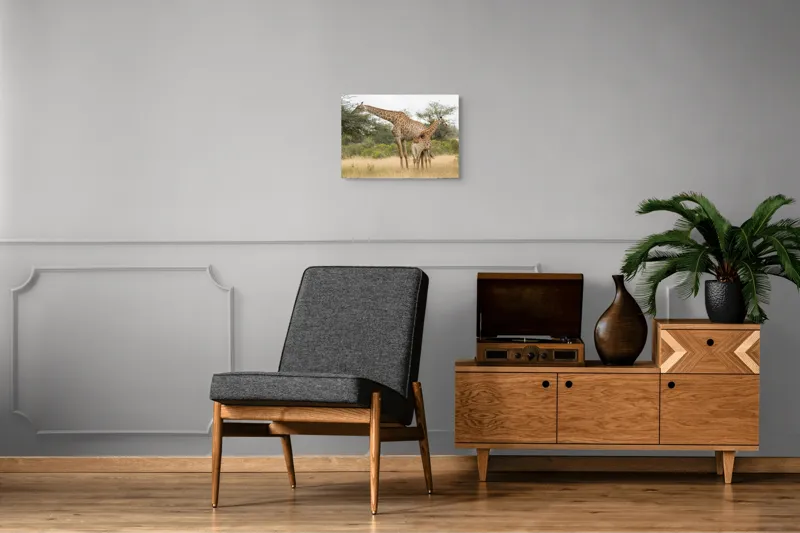 Tablou Canvas, "Girafe pe câmpie africană liniștită", Giraffe, Copaci, Savana, Mamifere, Natura, Cer, Vegetatie, Diverse., 54 x 39 cm – poza 7