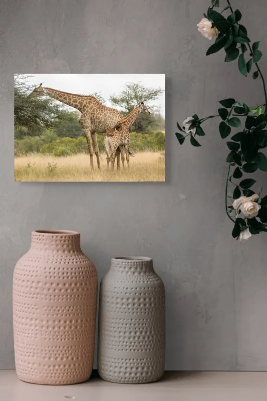 Tablou Canvas, "Girafe pe câmpie africană liniștită", Giraffe, Copaci, Savana, Mamifere, Natura, Cer, Vegetatie, Diverse., 54 x 39 cm – poza 8