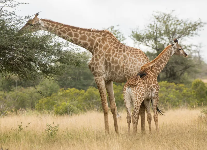 Tablou Canvas, "Girafe pe câmpie africană liniștită", Giraffe, Copaci, Savana, Mamifere, Natura, Cer, Vegetatie, Diverse., 54 x 39 cm – poza 2