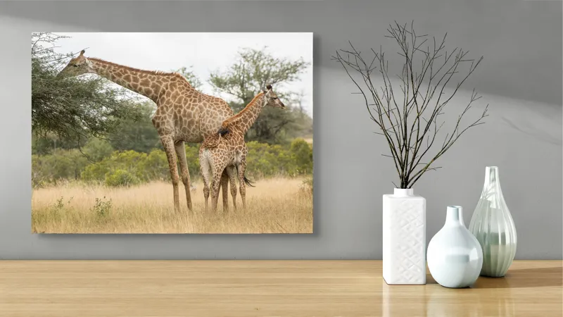 Tablou Canvas, "Girafe pe câmpie africană liniștită", Giraffe, Copaci, Savana, Mamifere, Natura, Cer, Vegetatie, Diverse., 70 x 50 cm – poza 3