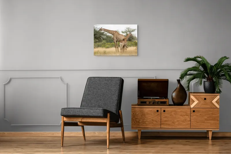 Tablou Canvas, "Girafe pe câmpie africană liniștită", Giraffe, Copaci, Savana, Mamifere, Natura, Cer, Vegetatie, Diverse., 70 x 50 cm – poza 4