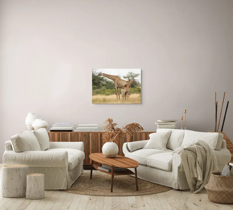 Tablou Canvas, "Girafe pe câmpie africană liniștită", Giraffe, Copaci, Savana, Mamifere, Natura, Cer, Vegetatie, Diverse., 70 x 50 cm – poza 6