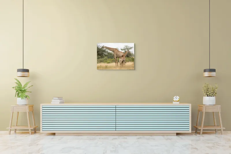 Tablou Canvas, "Girafe pe câmpie africană liniștită", Giraffe, Copaci, Savana, Mamifere, Natura, Cer, Vegetatie, Diverse., 70 x 50 cm – poza 7