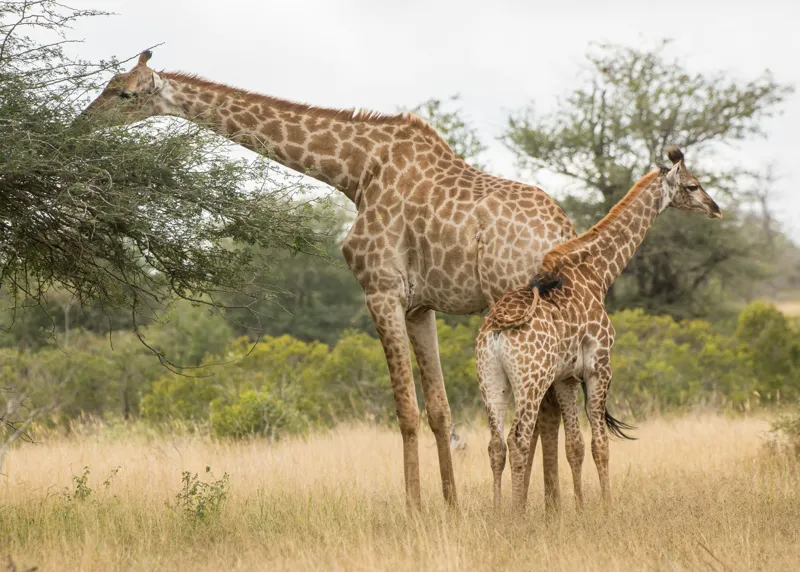 Tablou Canvas, "Girafe pe câmpie africană liniștită", Giraffe, Copaci, Savana, Mamifere, Natura, Cer, Vegetatie, Diverse., 70 x 50 cm – poza 2