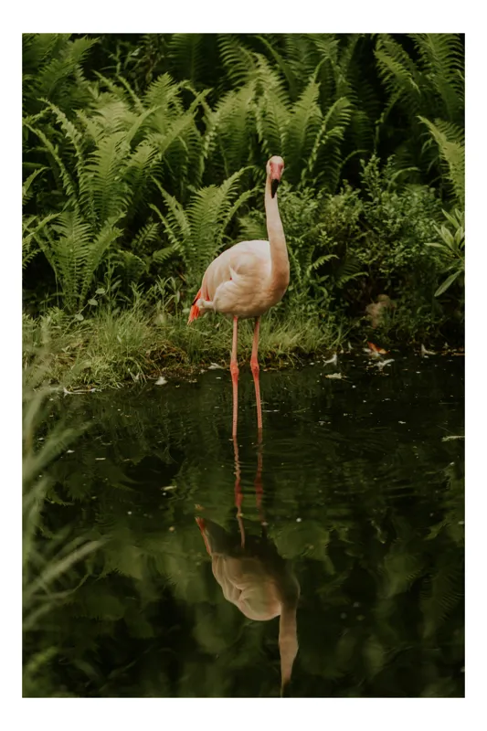 Tablou Canvas, "Flamingo contemplându-și reflexia în apă", Flamingo, Reflecție, Apă, Verdeață, Tranquilitate, Eleganță, Natură, Serenitate, 100 x 150 cm