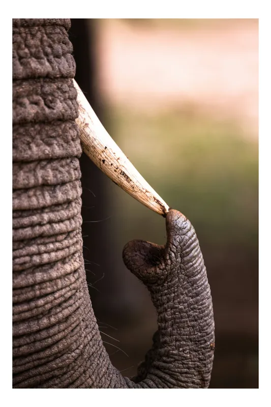 Tablou Canvas, "Elefantul atingând colțul timpului", Elefant, Colț, Trompă, Textură, Natură, Putere, Majestuos, Africa, Piele, Sălbăticie, 100 x 100 cm