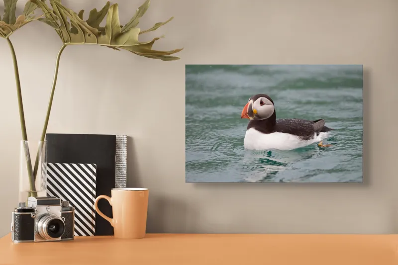 Tablou Canvas, "Puffin solitar pe valurile mării", Puffin, Apă, Aripi, Cioc, Frumos, Plutitor, Natură, Ocean, Penaj., 39 x 26 cm – poza 3