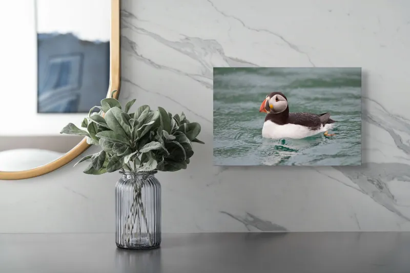 Tablou Canvas, "Puffin solitar pe valurile mării", Puffin, Apă, Aripi, Cioc, Frumos, Plutitor, Natură, Ocean, Penaj., 39 x 26 cm – poza 5
