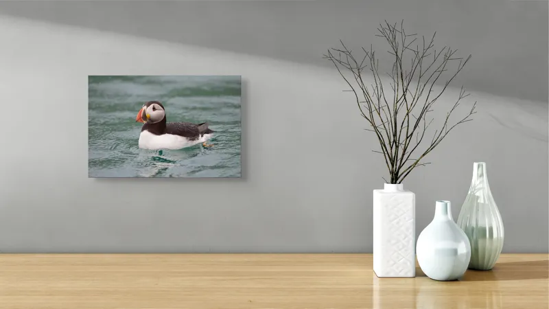 Tablou Canvas, "Puffin solitar pe valurile mării", Puffin, Apă, Aripi, Cioc, Frumos, Plutitor, Natură, Ocean, Penaj., 39 x 26 cm – poza 8