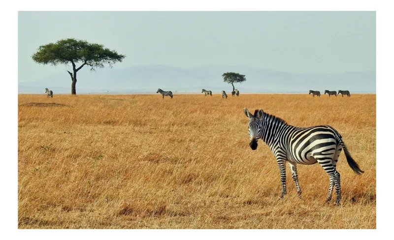 Tablou Canvas, "Zebră în savana africană aurie", Zebră, Savana, Copac, Iarbă, Cer, Distanță, Căldură, Natură, Sălbăticie, 150 x 100 cm