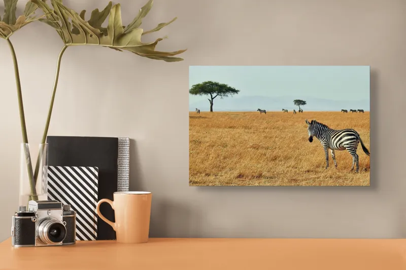 Tablou Canvas, "Zebră în savana africană aurie", Zebră, Savana, Copac, Iarbă, Cer, Distanță, Căldură, Natură, Sălbăticie, 39 x 26 cm – poza 3