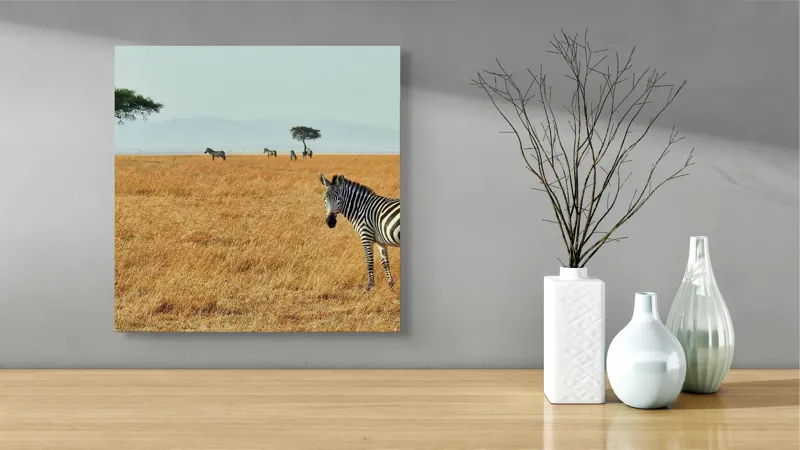 Tablou Canvas, "Zebră în savana africană aurie", Zebră, Savana, Copac, Iarbă, Cer, Distanță, Căldură, Natură, Sălbăticie, 50 x 50 cm – poza 3