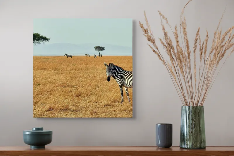 Tablou Canvas, "Zebră în savana africană aurie", Zebră, Savana, Copac, Iarbă, Cer, Distanță, Căldură, Natură, Sălbăticie, 50 x 50 cm – poza 4