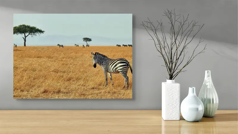 Tablou Canvas, "Zebră în savana africană aurie", Zebră, Savana, Copac, Iarbă, Cer, Distanță, Căldură, Natură, Sălbăticie, 70 x 50 cm – poza 3