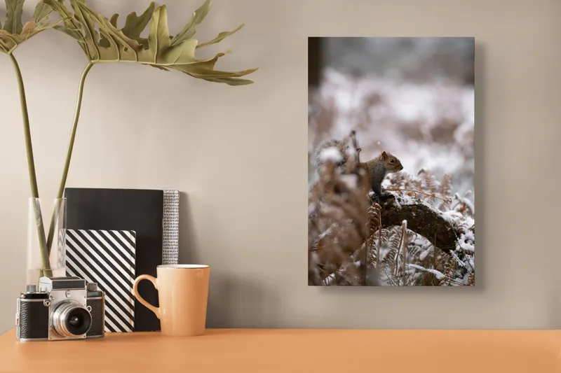 Tablou Canvas, "Veverița explorând pădurea înzăpezită", Veveriță, Zapadă, Pădure, Crenguțe, Frunze, Trunchi, Natură, Iarnă, Contrast, Blană, 26 x 39 cm – poza 3