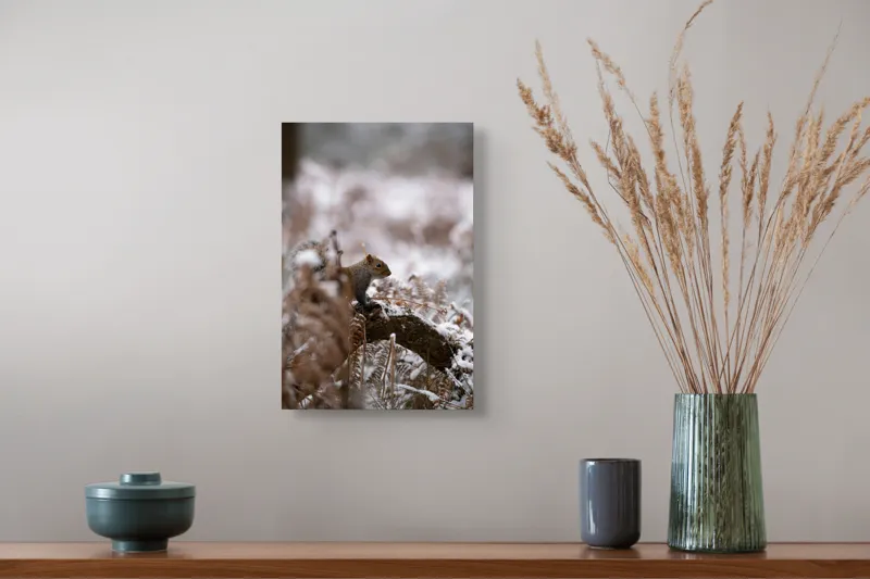 Tablou Canvas, "Veverița explorând pădurea înzăpezită", Veveriță, Zapadă, Pădure, Crenguțe, Frunze, Trunchi, Natură, Iarnă, Contrast, Blană, 26 x 39 cm – poza 5