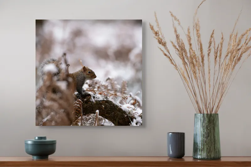 Tablou Canvas, "Veverița explorând pădurea înzăpezită", Veveriță, Zapadă, Pădure, Crenguțe, Frunze, Trunchi, Natură, Iarnă, Contrast, Blană, 50 x 50 cm – poza 4