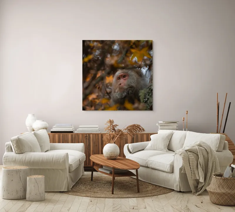Tablou Canvas, "Toamnă tainică în pădurea de arțari", Nu pot identifica cine este în imagine, dar pot descrie elementele: Frunze, Toamnă, Maimuță, Blană, Natură., 100 x 100 cm – poza 3