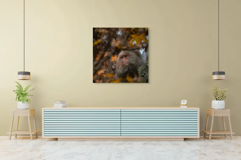 Tablou Canvas, "Toamnă tainică în pădurea de arțari", Nu pot identifica cine este în imagine, dar pot descrie elementele: Frunze, Toamnă, Maimuță, Blană, Natură., 100 x 100 cm – poza 5