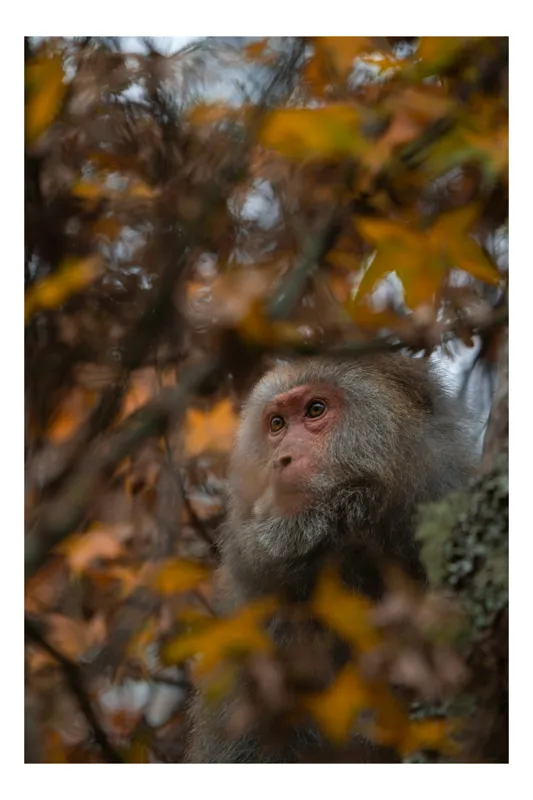 Tablou Canvas, "Toamnă tainică în pădurea de arțari", Nu pot identifica cine este în imagine, dar pot descrie elementele: Frunze, Toamnă, Maimuță, Blană, Natură., 100 x 150 cm