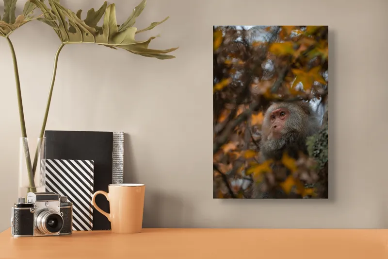 Tablou Canvas, "Toamnă tainică în pădurea de arțari", Nu pot identifica cine este în imagine, dar pot descrie elementele: Frunze, Toamnă, Maimuță, Blană, Natură., 26 x 39 cm – poza 3