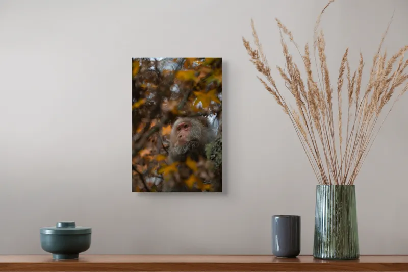 Tablou Canvas, "Toamnă tainică în pădurea de arțari", Nu pot identifica cine este în imagine, dar pot descrie elementele: Frunze, Toamnă, Maimuță, Blană, Natură., 26 x 39 cm – poza 5