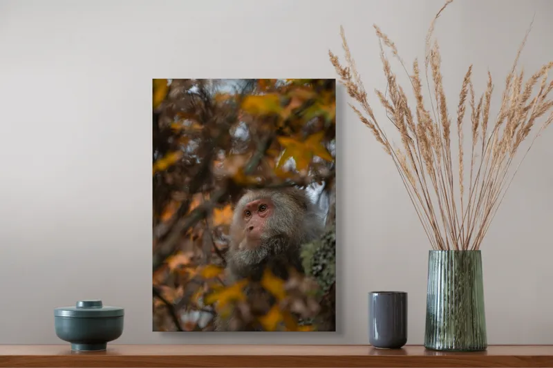 Tablou Canvas, "Toamnă tainică în pădurea de arțari", Nu pot identifica cine este în imagine, dar pot descrie elementele: Frunze, Toamnă, Maimuță, Blană, Natură., 39 x 54 cm – poza 3
