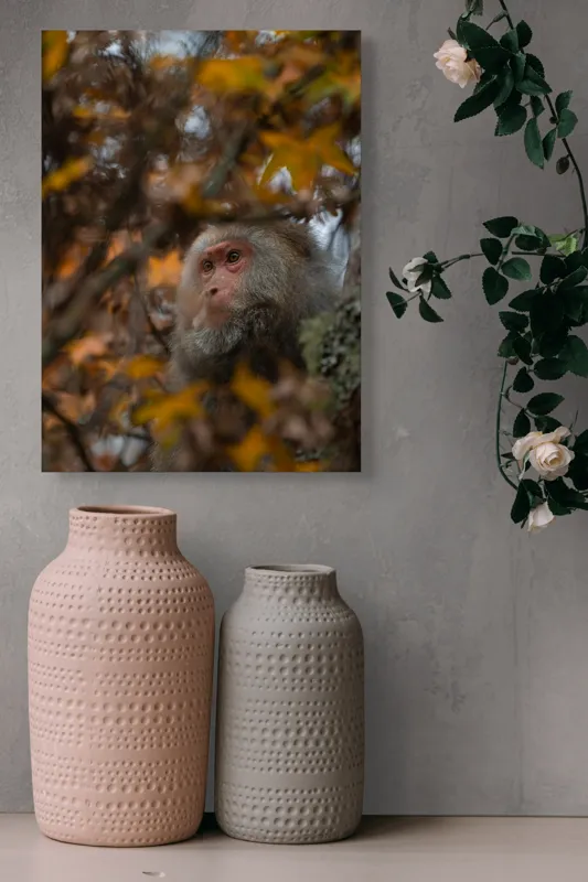 Tablou Canvas, "Toamnă tainică în pădurea de arțari", Nu pot identifica cine este în imagine, dar pot descrie elementele: Frunze, Toamnă, Maimuță, Blană, Natură., 39 x 54 cm – poza 6