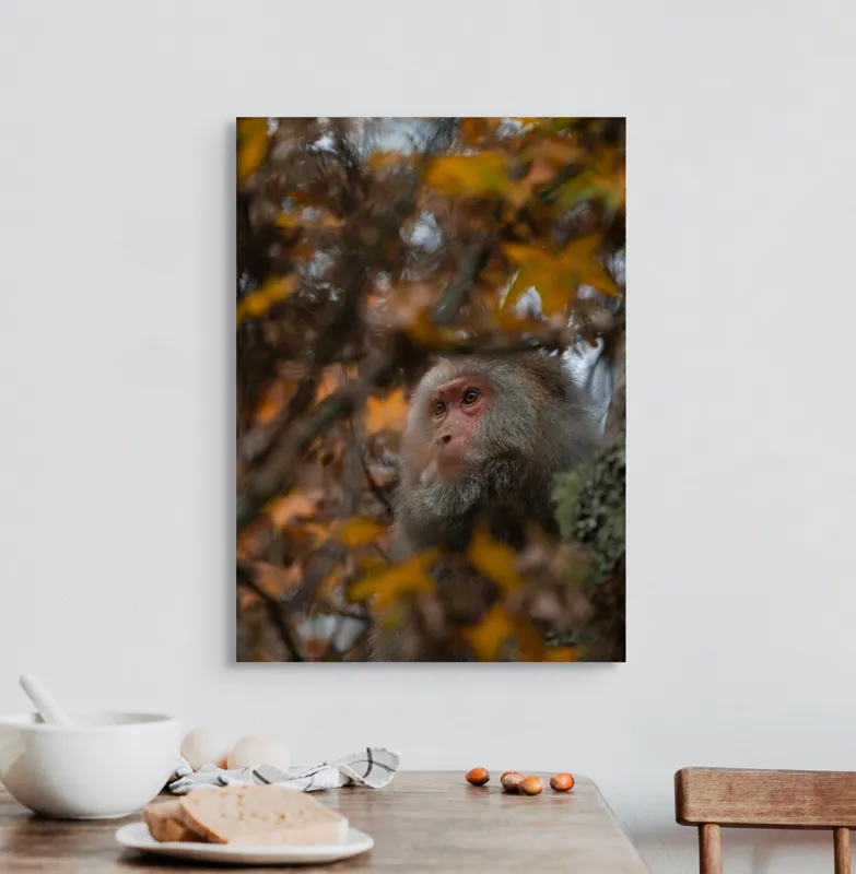 Tablou Canvas, "Toamnă tainică în pădurea de arțari", Nu pot identifica cine este în imagine, dar pot descrie elementele: Frunze, Toamnă, Maimuță, Blană, Natură., 50 x 70 cm – poza 3