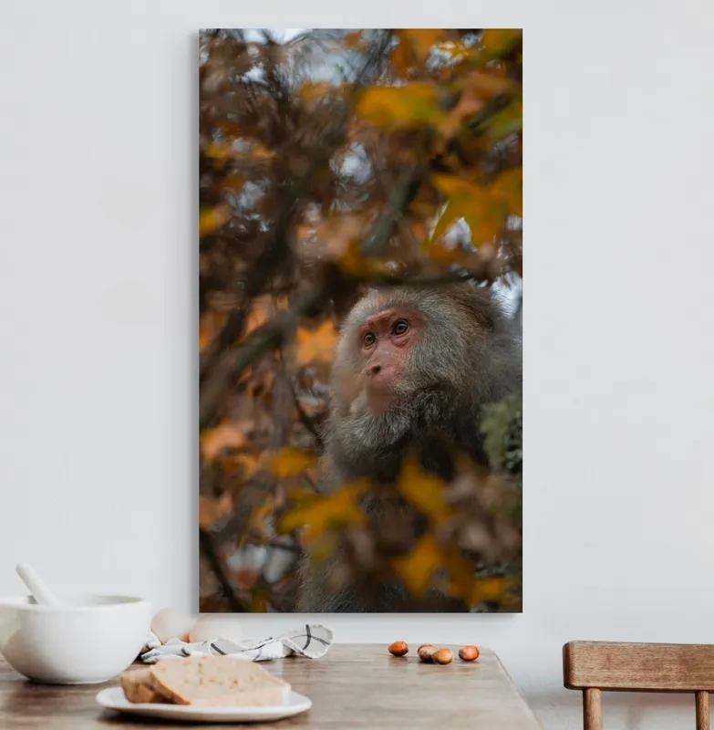 Tablou Canvas, "Toamnă tainică în pădurea de arțari", Nu pot identifica cine este în imagine, dar pot descrie elementele: Frunze, Toamnă, Maimuță, Blană, Natură., 50 x 90 cm – poza 3