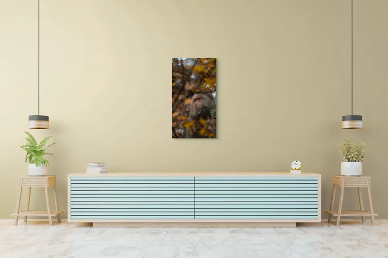 Tablou Canvas, "Toamnă tainică în pădurea de arțari", Nu pot identifica cine este în imagine, dar pot descrie elementele: Frunze, Toamnă, Maimuță, Blană, Natură., 50 x 90 cm – poza 6