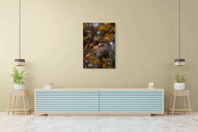 Tablou Canvas, "Toamnă tainică în pădurea de arțari", Nu pot identifica cine este în imagine, dar pot descrie elementele: Frunze, Toamnă, Maimuță, Blană, Natură., 70 x 100 cm – poza 5