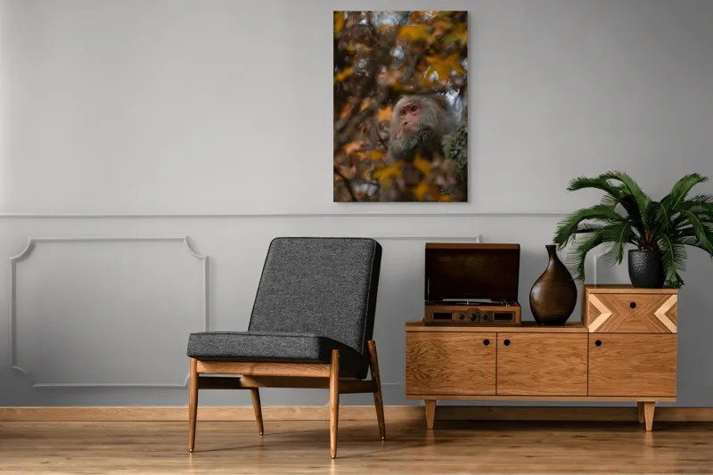 Tablou Canvas, "Toamnă tainică în pădurea de arțari", Nu pot identifica cine este în imagine, dar pot descrie elementele: Frunze, Toamnă, Maimuță, Blană, Natură., 70 x 100 cm – poza 6