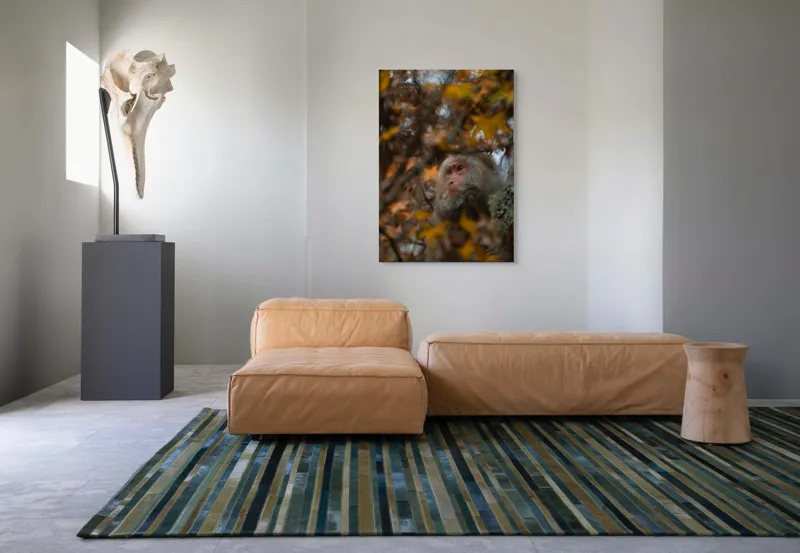 Tablou Canvas, "Toamnă tainică în pădurea de arțari", Nu pot identifica cine este în imagine, dar pot descrie elementele: Frunze, Toamnă, Maimuță, Blană, Natură., 70 x 100 cm – poza 7