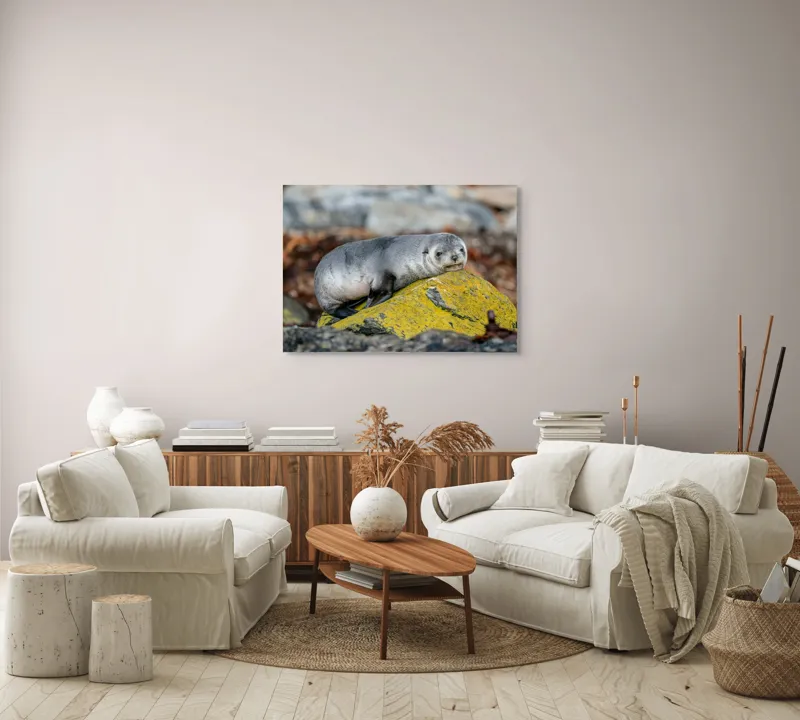Tablou Canvas, "Pui de focă odihnindu-se pe piatră", Seal, Rock, Resting, Relaxed, Nature, Wildlife, Grey, Yellow, Contemplative, 100 x 70 cm – poza 3